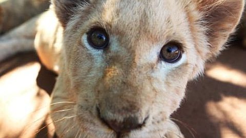 Video of the Day: Man Plays With Lions and Hyenas in the Wild