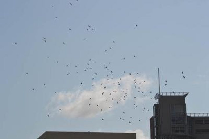 Unusual Presence Of Bats In the Capital