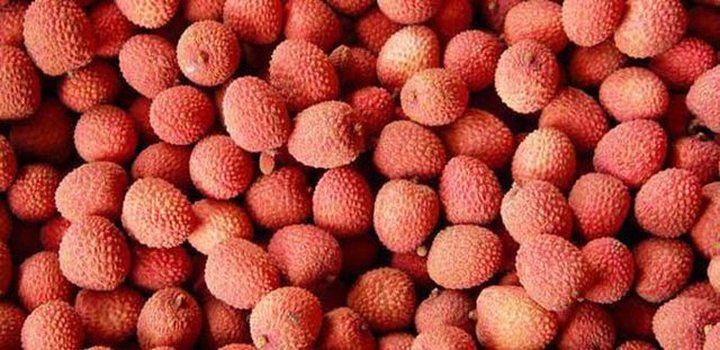 Madagascar: Lychee Export by Sea