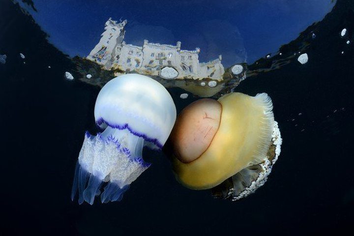 Picture of the Day: Jellyfish Kiss ...