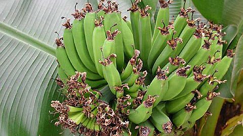 Attaquée par un Parasite: la Banane Bientôt à Plus de Rs 10 l’Unité?