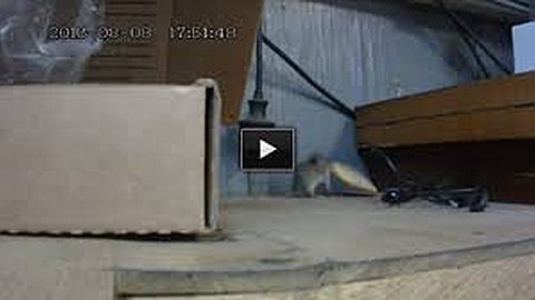 Video of the Day: Mouse vs. Cracker