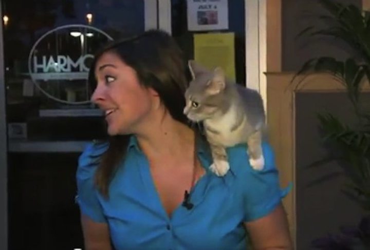 Cat Climbs Onto TV Reporter’s Shoulder During...