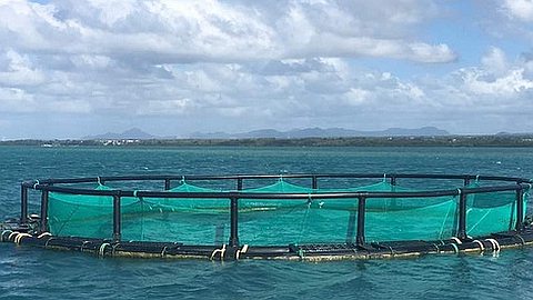 Roches-Noires: mystère autour de deux fermes d’aquaculture