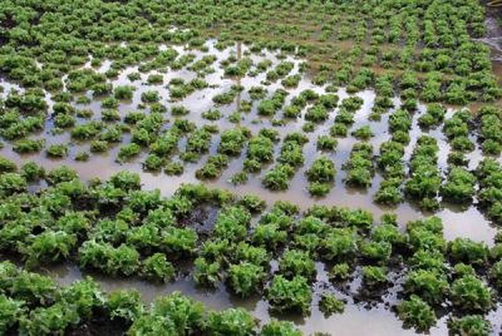 Heavi Rains : Food Crops Affected 30%