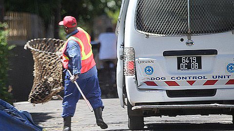 Dogs Saved from Catch and Kill Snatchers Who Bury Them Alive on Paradise Island of Mauritius After Campaign by Daily Mail