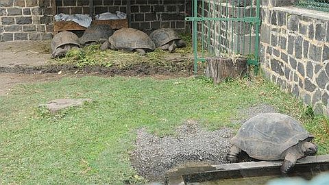 21 Baby Turtles Worth Rs 400,000 Stolen at Pamplemousses Garden