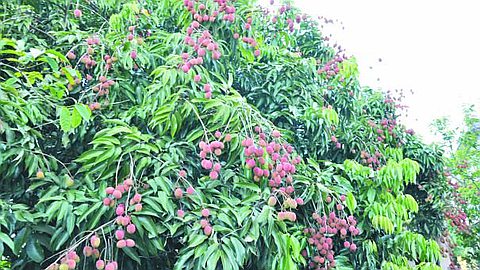 Ease of 25% granted to fruit growers