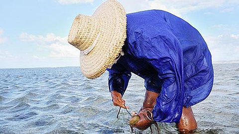  Asian Countries Interested in the Mauritian Tuna