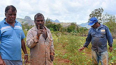 Bois-Marchand: des planteurs perdent plus de Rs 1 million