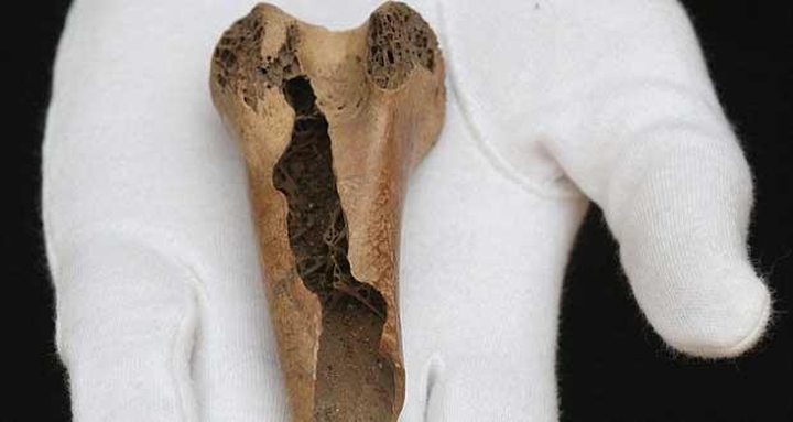 Auction: a Rare Bone Fragment Dodo Estimated...