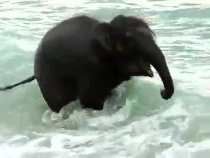 Video of the Day: Baby Elephant Sees Sea ...