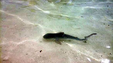 La Pêche Illégale de Requins Prend de l’Ampleur