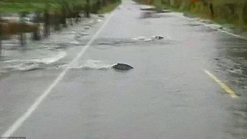 Salmon Swim Across Flooded Road in Washington