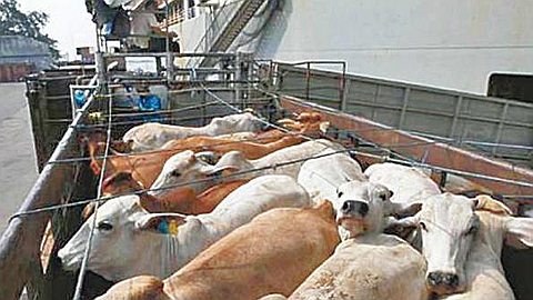 Fièvre aphteuse: l’importation des animaux gelée jusqu’à nouvel ordre