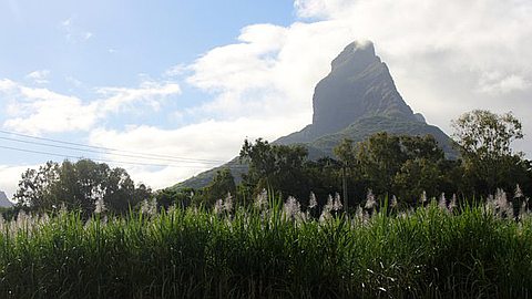 Hausse Du Cours Mondial Du Sucre: Les Planteurs Respirent
