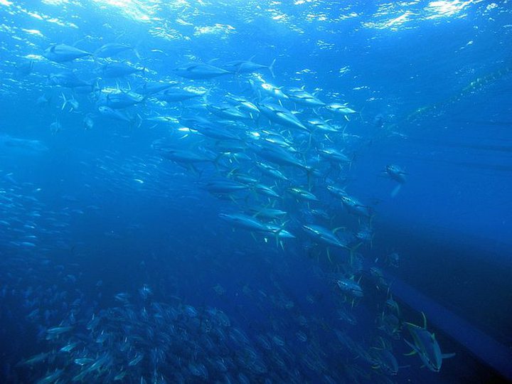 Access 34 EU Tuna Vessels To Mauritius EEZ