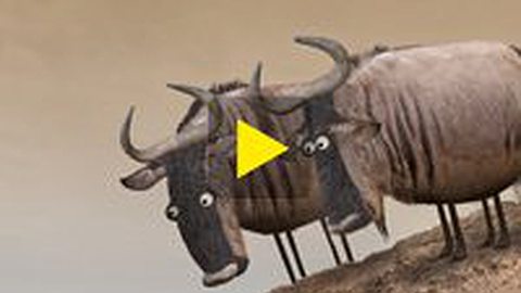 Video of the Day: Wildebeest from Bird Box Studio