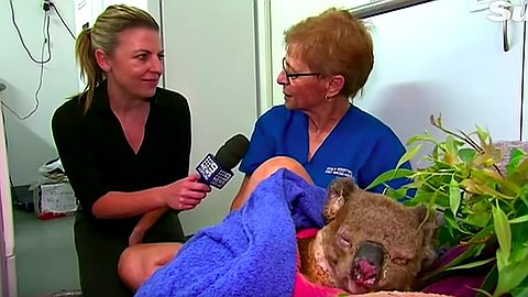 Koala rescued from Australia bushfire is reunited with hero grandma