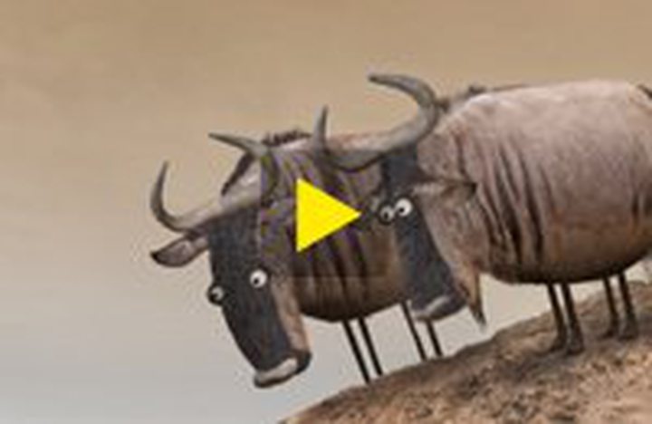 Video of the Day: Wildebeest from Bird Box Studio
