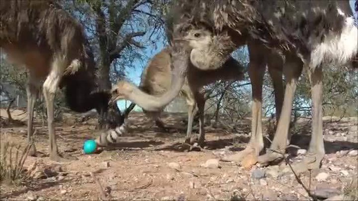 Video of the Day: Emus and Ostriches vs. Ball