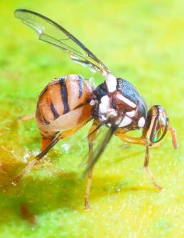Mauritius Feared an Attack of Fruit Flies