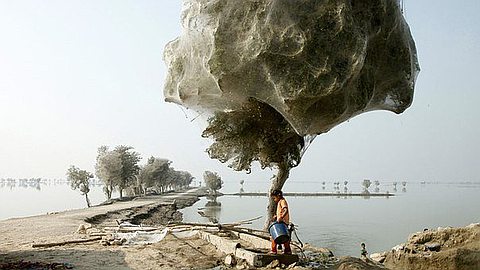Picture of the Day: Spiders Tree