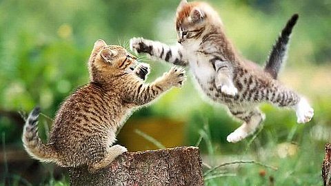 How to (Nicely) Disagree at Work