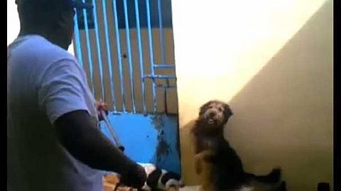 Cruauté Envers les Animaux: la MSAW Mise à l’Index