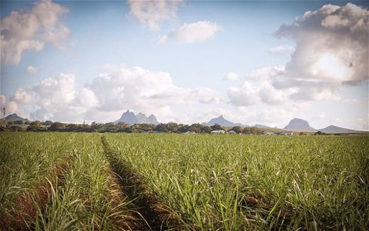 Mauritius Sugar Firm Plans Higher Output In Tanzan