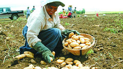 Des Subventions Jusqu’à Rs 80 000 aux Planteurs