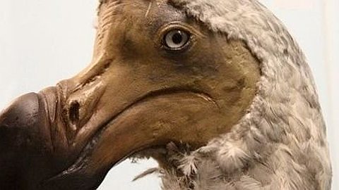 Dodo Extinction Came Later Than Previously Thought, 17th Century Observations Suggest