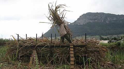 Industrie sucrière: Maurice réprimandée pour la deuxième fois par le BIT