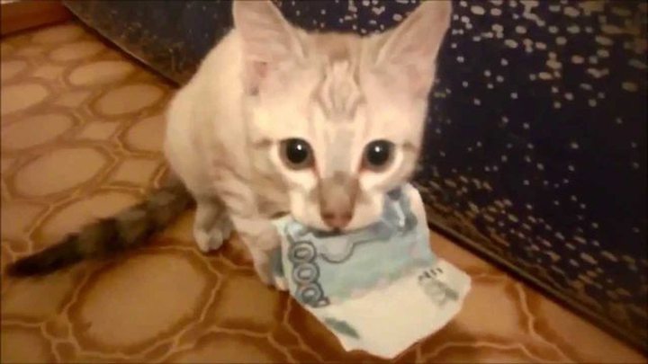 Video of the Day: Cat Has Stolen Money