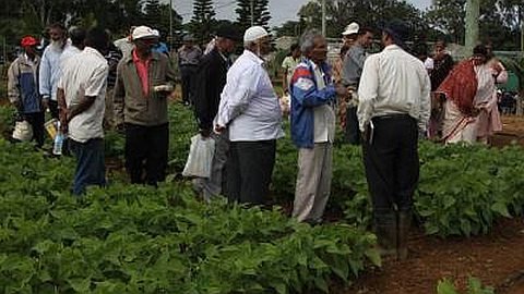 Agriculture: La Production de Gros Pois à Maurice Possible