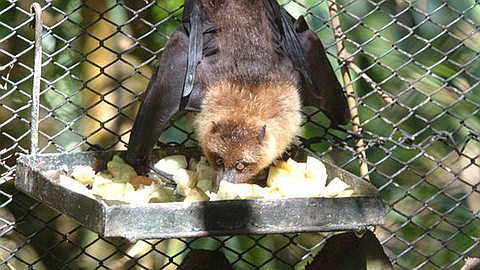 Damage to Fruit Trees: the Killing of Bats Seriously Considered