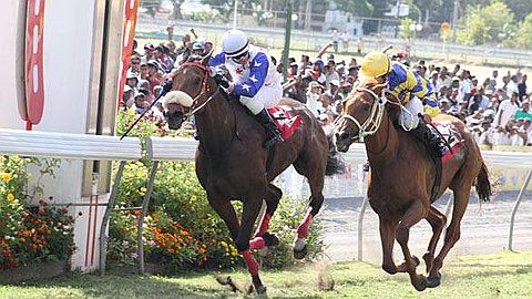 Horse Racing - Week 33 Rock and Rudi Rocks Code Are Dead Heat