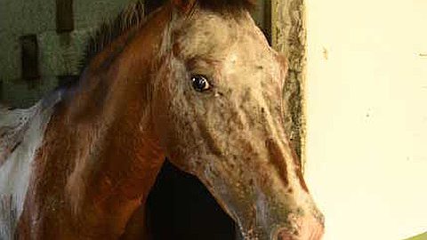 Domaine Les Pailles: les Chevaux Maltraités