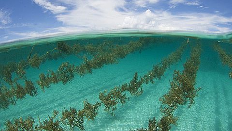 Commercial Seaweed Farm in Offing