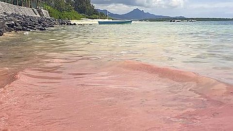 Blue-Bay: Spectacular reproduction of corals