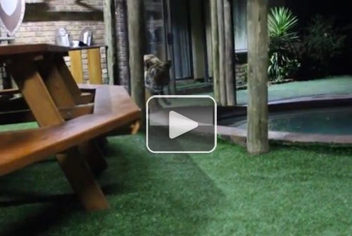 Video of the Day: Crouching Tiger Stalks and Hunts