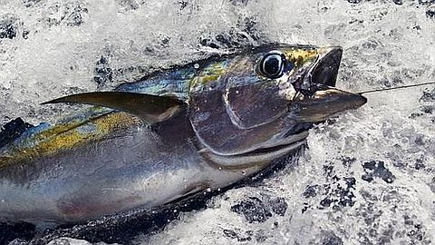 Rainbow Warrior In Key Tuna Hub, Mauritius