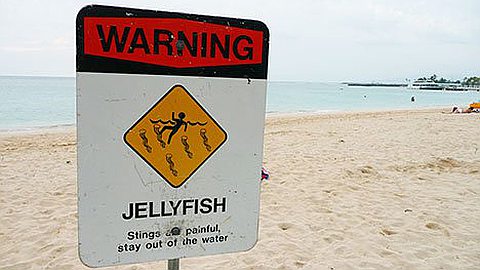 Alert Jellyfish on the Beach in Belle Mare