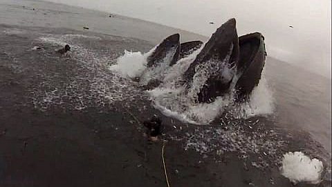 Video of the Day: Whales Almost Eat Divers