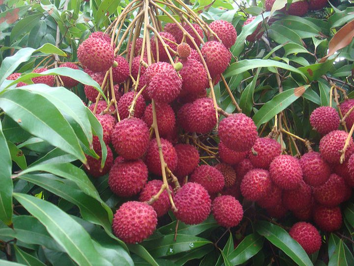 The lychee harvest has dropped by 70%