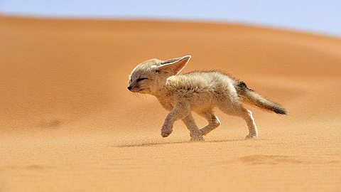 Picture of the Day: Fénnec The Soul of the Desert