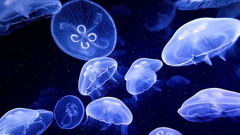 Baie-du-Tombeau, Le Goulet, Bain-Bœuf: Alerte aux Méduses