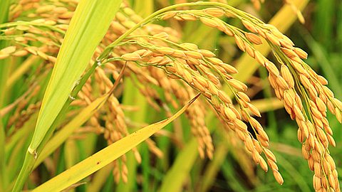 More Than 100 Nobel Laureates Call Out Greenpeace For Anti-GMO Obstruction In Developing World