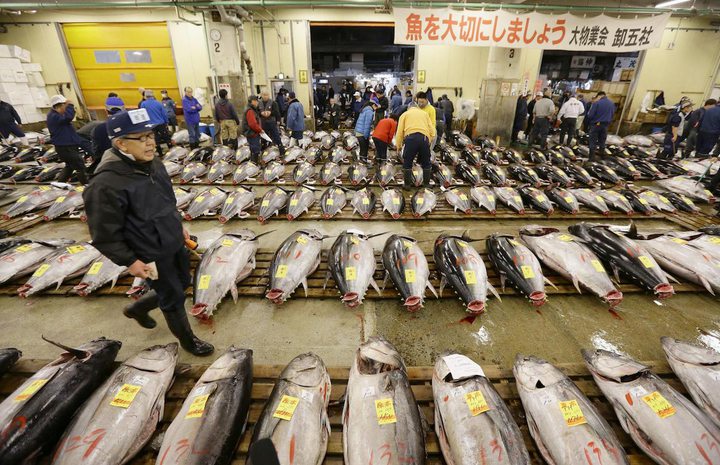 Fish auction market, Japan