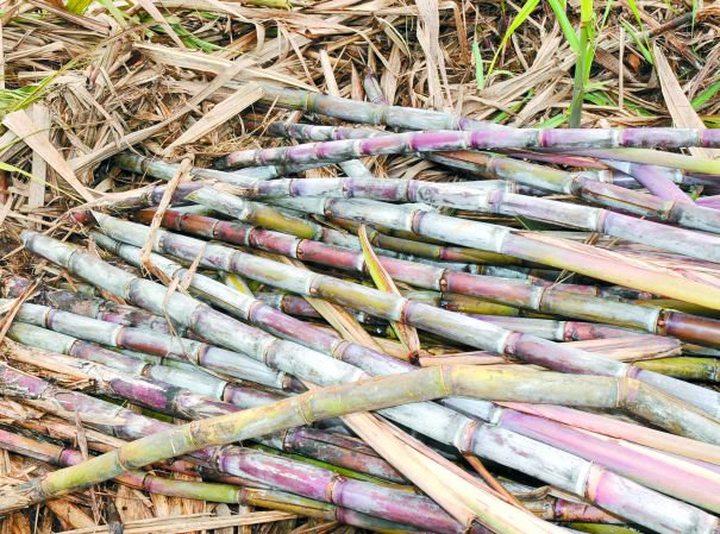 Sugarcane: Rs 70 Million Invested for Infrared ...